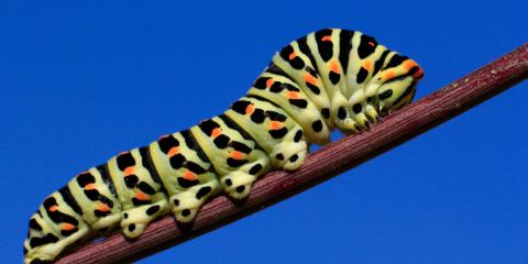Kırlangıçkuyruk Tırtılı (Papilio machaon)