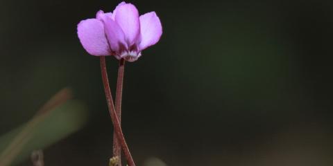 Yabani Siklamen (Cyclamen coum)