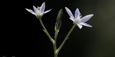 Ornithogalum umbellatum (Şemsiye Çiçekli Akyıldız)