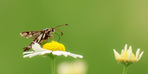Pyropteron triannuliforme