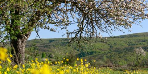 Bir İlkbahar Sabahı