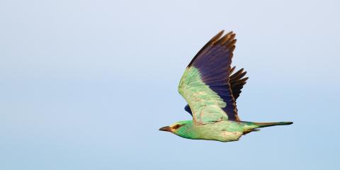Gökkuzgun » European Roller » Coracias garrulus