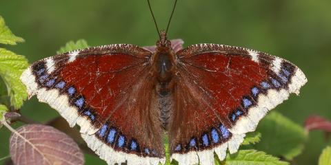 Sarıbantlı Kadife (Nymphalis antiopa)