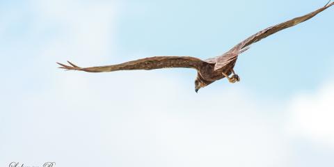 Saz delicesi » Western Marsh Harrier » Circus aeruginosus