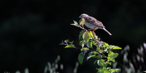 Tarla çintesi » Corn Bunting » Emberiza calandra