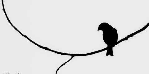 Tarla çintesi » Corn Bunting » Emberiza calandra