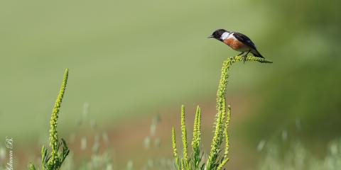 Taşkuşu » European Stonechat » Saxicola rubicola