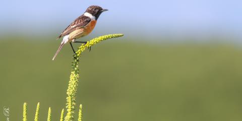 Taşkuşu » European Stonechat » Saxicola rubicola