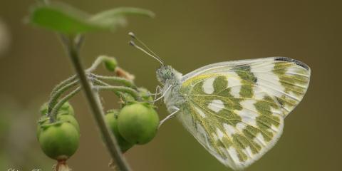 Yeni Beneklimelek (Pontia edusa)