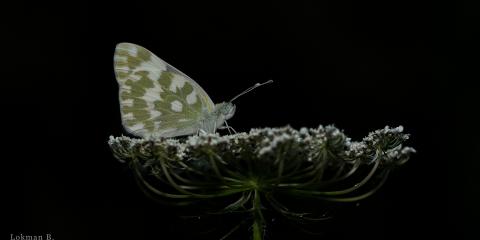 Yeni Beneklimelek (Pontia edusa)