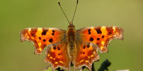 Yırtık Pırtık (Polygonia c-album)