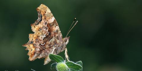 Yırtık Pırtık (Polygonia c-album)