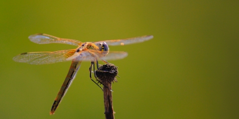 Yusufçuk > Anisoptera