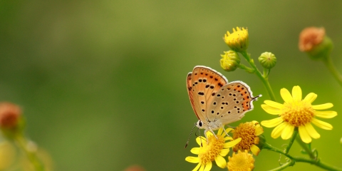 Küçük Ateş » Lycaena thersamon