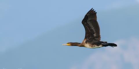 Karabatak » Great Cormorant » Phalacrocorax carbo