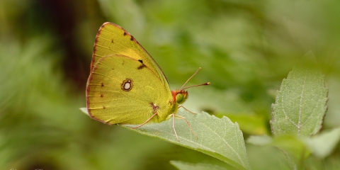Sarı Azamet » Colias crocea