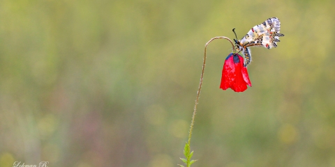 Step Fistosu » Zerynthia deyrollei
