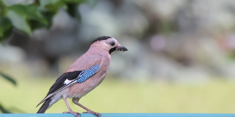 Alakarga » Garrulus glandarius » Eurasian Jay