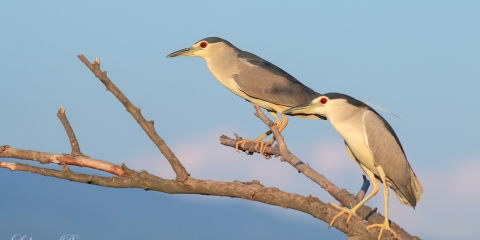 Gece balıkçılı » Black-crowned Night Heron » Nycticorax nycticorax