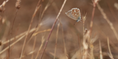 Çokgözlü Gökmavisi » Polyommatus bellargus