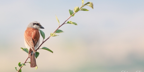 Kızılsırtlı örümcekkuşu » Red-backed Shrike » Lanius collurio