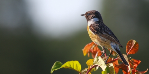 Taşkuşu » European Stonechat » Saxicola rubicola