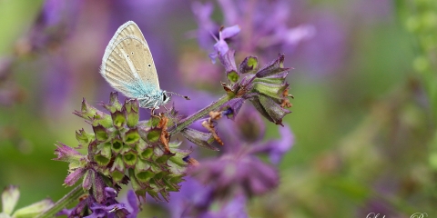 Hubert'in Çokgözlüsü (Polyommatus huberti)