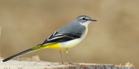 Dağ kuyruksallayanı » Grey Wagtail » Motacilla cinerea