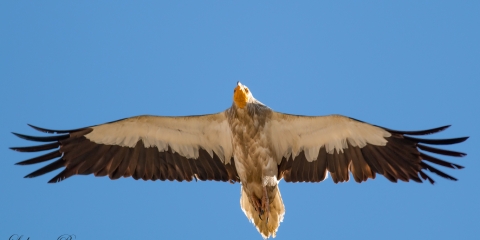 Küçük akbaba » Egyptian Vulture » Neophron percnopterus