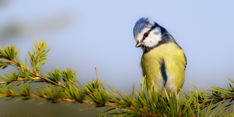 Mavi baştankara » Eurasian Blue Tit » Cyanistes caeruleus