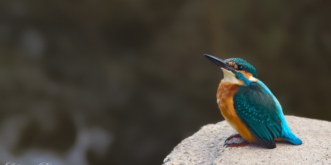 Yalıçapkını » Common Kingfisher » Alcedo atthis