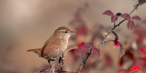 Çitkuşu » Eurasian Wren » Troglodytes troglodytes