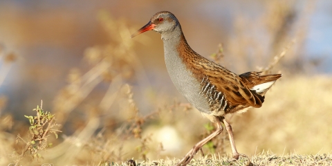 Sukılavuzu » Water Rail » Rallus aquaticus