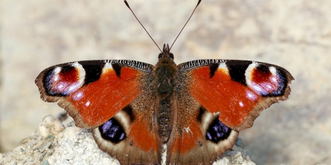 Tavus Kelebeği (Inachis io)