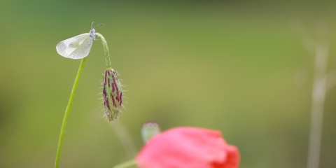 Doğulu Narin Ormanbeyazı (Leptidea duponcheli)