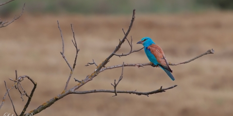 Gökkuzgun (Coracias garrulus)