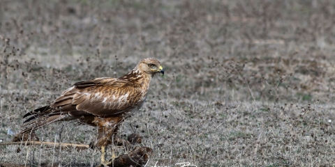 Kızıl şahin » Long-legged Buzzard » Buteo rufinus