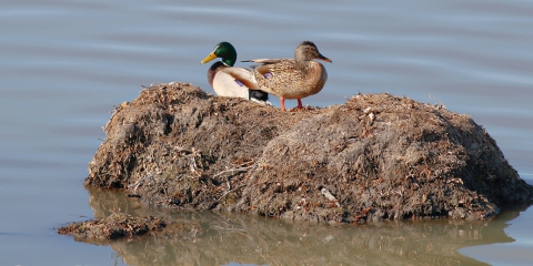 Yeşilbaş (Anas platyrhynchos)