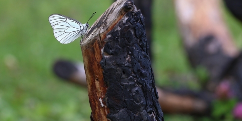 Alıç Beyazı (Aporia crataegi)