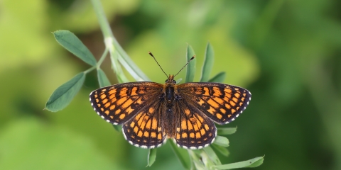 Amannisa (Melitaea athalia)