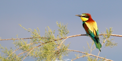 Arıkuşu » European Bee-eater » Merops apiaster