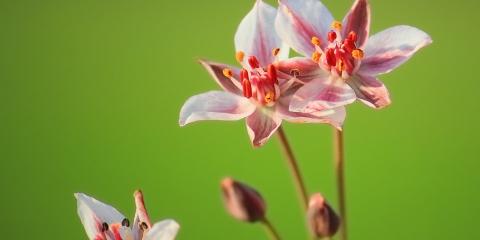 Bataklık Gülü - Butomus umbellatus (Su Menekşesi)