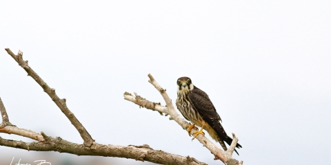 Delice doğan (Falco subbuteo)