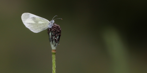 Doğulu Narin Ormanbeyazı (Leptidea duponcheli)