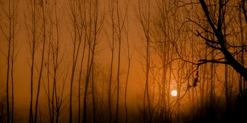 Sislerin ve Ağaçların Arasından Doğan Güneş