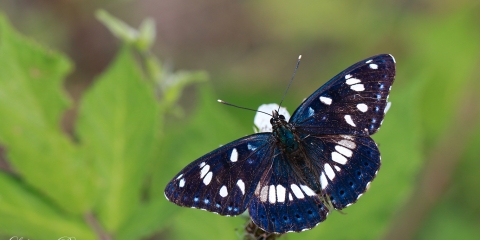 Akdeniz Hanımeli Kelebeği / Southern White Admiral / Limenitis reducta