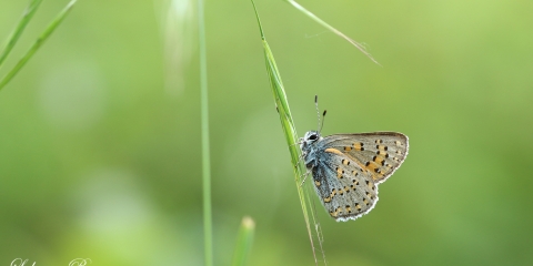 Anadolu Gelinciği (Tomares nogelii)