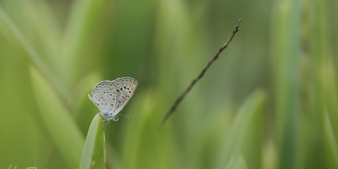 Karsandra (Zizeeria karsandra)