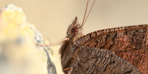 Tavus Kelebeği (Inachis io) Kanat Altı