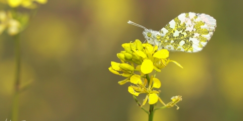 Turuncu Süslü (Anthocharis cardamines)